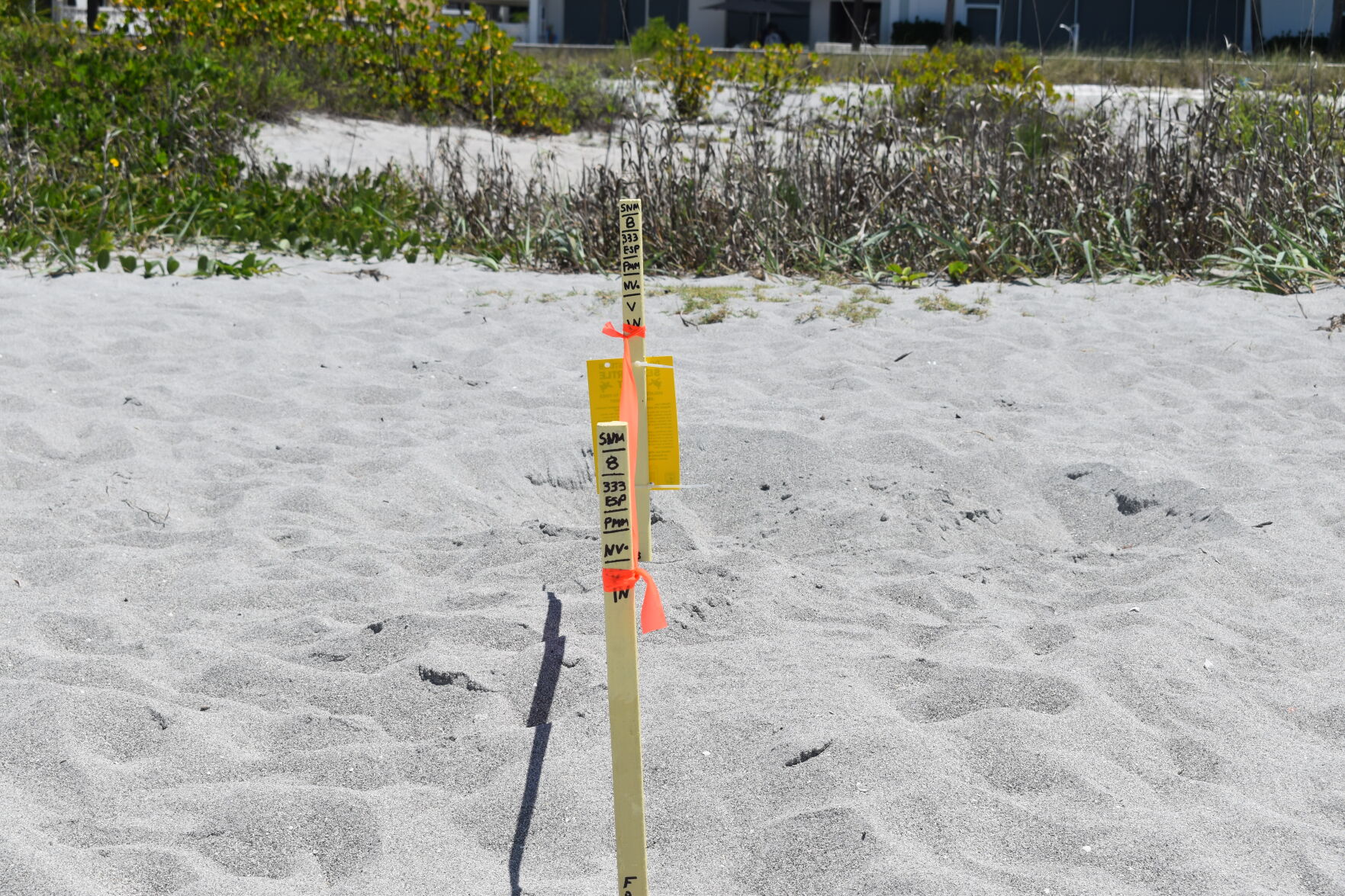 First turtle nest on Venice Beach